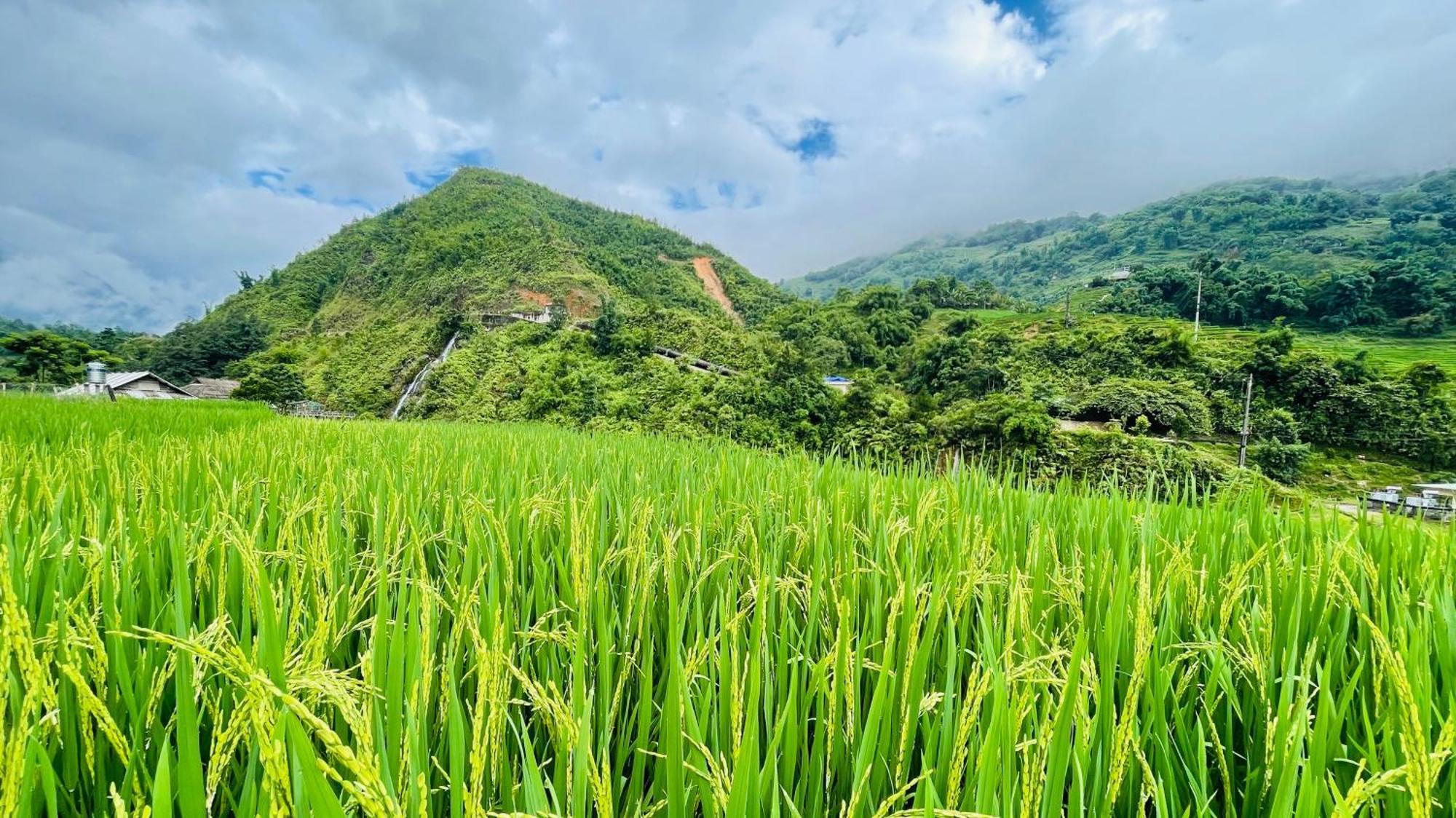 Eco Rice Fields House Hostel Сапа Екстериор снимка